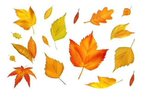 Autumn fall leaf. Maple foliage, fly tree foliage. Realistic yellow and ora.. Stock Illustration