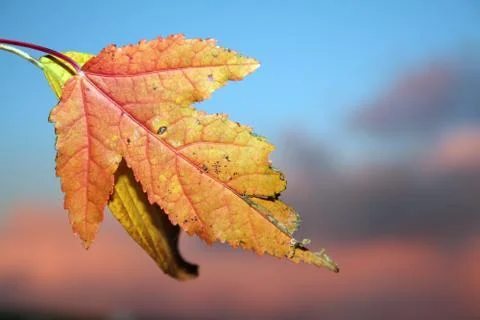 Autumn fall leaf Stock Photos