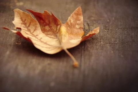 Autumn fall leaf Stock Photos