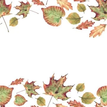 Autumn fall leaf seamless frame from deciduous trees. Realistic hand painted Stock Illustration