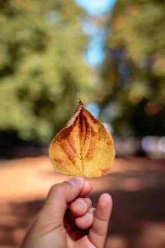 Autumn fall leaf with yellow orange red colours held by hand Stock Photos