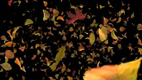 Autumn Fall Leafs Frontal 4k - Black BG - Realistic Fallling Foliage Video Loop 動画素材 81323912
