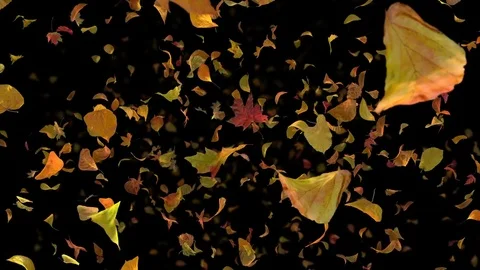 Autumn Fall Leafs Frontal - Black BG - 1080p Realistic Falling Foliage Loop Stock Footage 81325205
