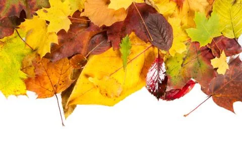 Autumn fall leaves background Stock Photos