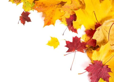 Autumn fall leaves background Stock Photos