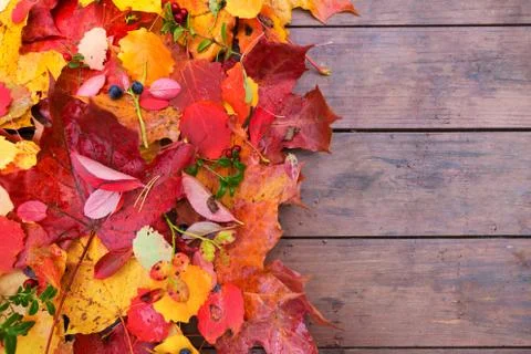 Autumn fall leaves background Foto stock