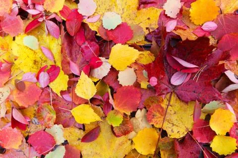 Autumn fall leaves background Stock Photos