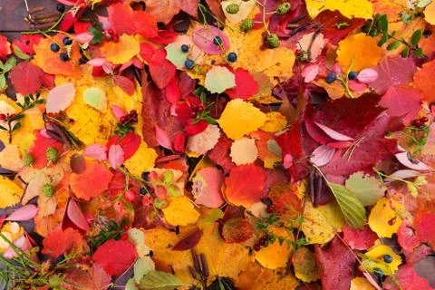 Autumn fall leaves background Stock Photos