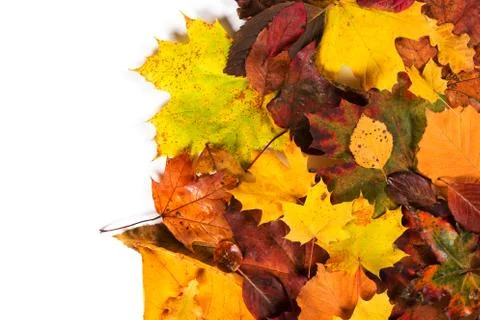 Autumn fall leaves background Stock Photos
