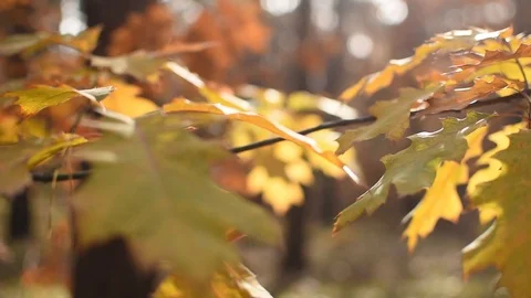 Autumn fall leaves blowing in the wind Video stock 97977093