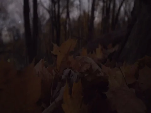 Autumn Fall Leaves Close Up Shot Stock Footage 80164269