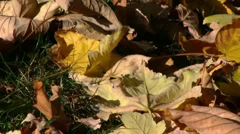 Autumn-fall-leaves Stock Footage 21221653