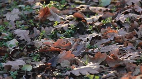 Autumn fall leaves Stock-Footage 45633488