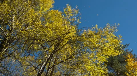 Autumn Fall Leaves Stock Footage 56934790