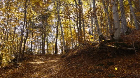 Autumn Fall Leaves Stock Footage 57199038