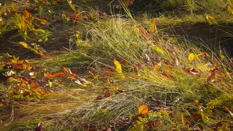 AUTUMN FALL LEAVES Stock Footage 289328108