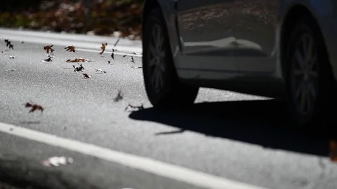 Autumn fall leaves at a low angle in slow motion, blowing across a highway on Stock Footage 107174730