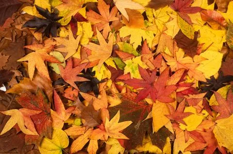 Autumn fall leaves of maple trees. Autumn fall leaves in sunlight. Natural au Stock Photos