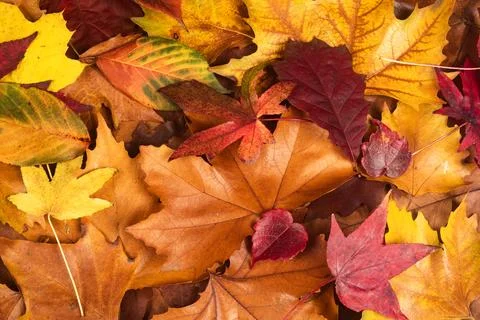 Autumn fall leaves of maple trees. Autumn fall leaves in sunlight. Natural .. Stock Photos