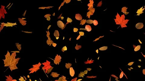 Autumn Fall of Leaves Mixed Stock Footage 78654658