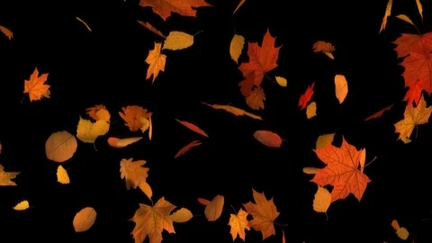 Autumn Fall of Leaves Mixed Video stock 78654719