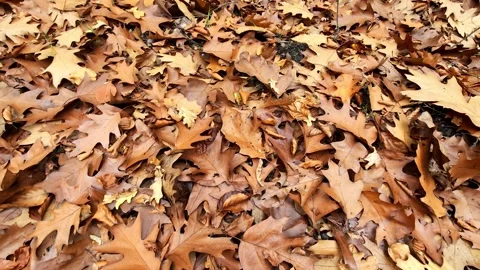 Autumn fall leaves of oak trees in the forest. Video stock 292371547