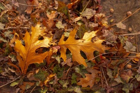 Autumn fall leaves of oak trees. Autumn fall leaves pattern. Natural autumn Stock Photos