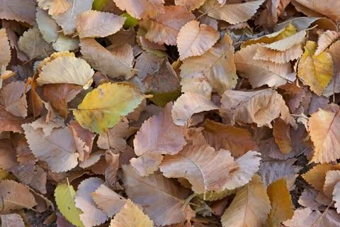 Autumn fall leaves Stock Photos