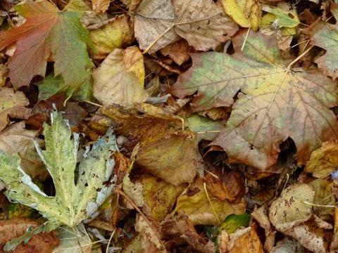 Autumn Fall Leaves Stock Photos