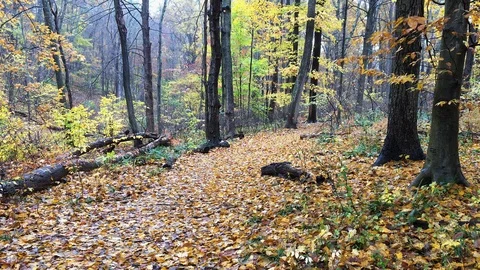 Autumn (Fall) Leaves Rain Down in Forest on Foliage-Covered Ground Stock Footage 98416366