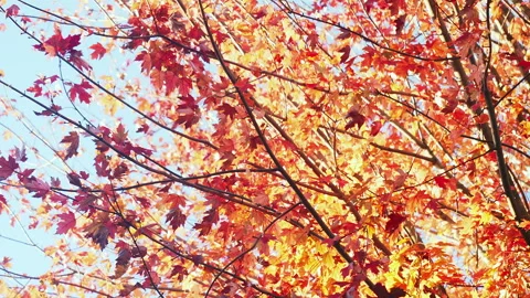 Autumn Fall leaves on a tree in the afternoon sun Stock Footage 289243527