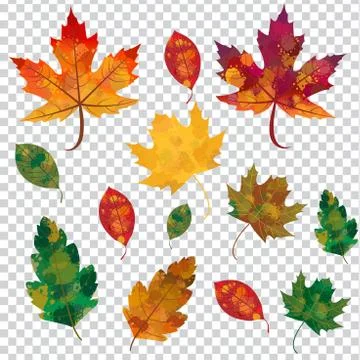 Autumn, Fall Leaves Vector Set - Isolated Leaves Without Background. Stock Illustration