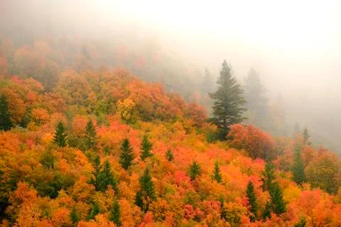 Autumn Fall Maple and Pine Trees with Fog on Mountainside Stock Photos