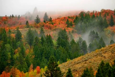 Autumn Fall Maple and Pine Trees with Fog on Mountainside Stock Photos
