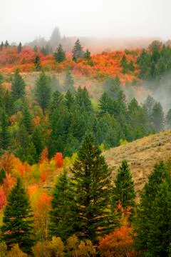 Autumn Fall Maple and Pine Trees with Fog on Mountainside Stock Photos