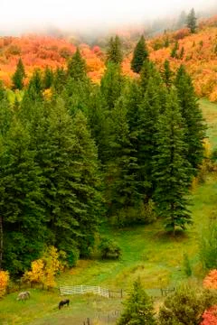 Autumn Fall Maple and Pine Trees Valley with Horses Foto stock