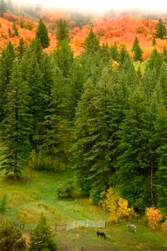 Autumn Fall Maple and Pine Trees Valley with Horses Stock Photos