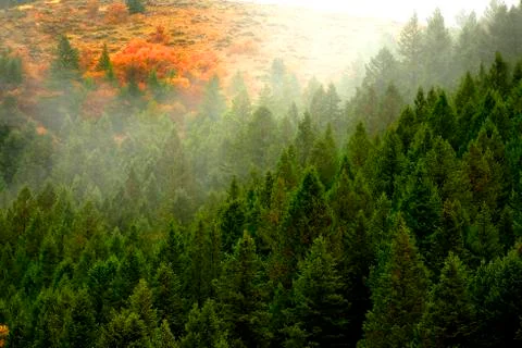 Autumn Fall Maple and Pine Trees with Fog on Mountainside Foto stock
