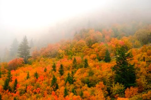 Autumn Fall Maple and Pine Trees with Fog on Mountainside Stock Photos