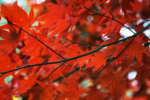 Autumn fall maple foliage Stock Photos