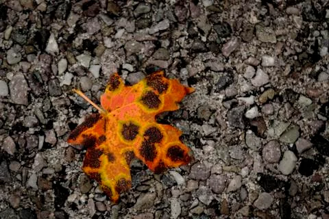 Autumn Fall Maple Leaf Spotted on Gravel Asphalt Stock Photos