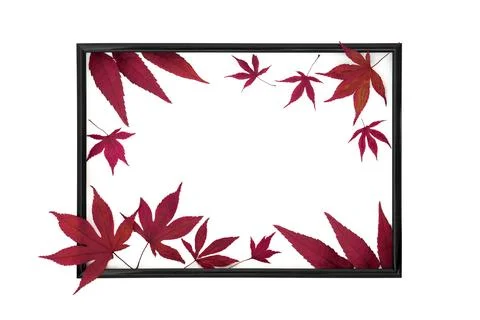 Autumn Fall Maple Leaves Background Border Frame Foto stock