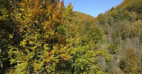 Autumn fall mountain forest. carpathians Stock Footage 102187579