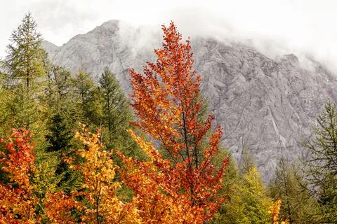 Autumn fall orange red tree, mountain and green forest, Julijske Alpe, Slovenia Stock Photos