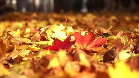 Autumn fall orange yellow red golden maple leaves on the ground Stock Footage 166955987