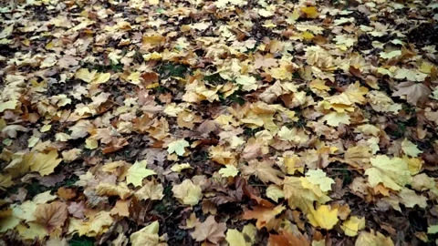 Autumn, fall park Stock Footage