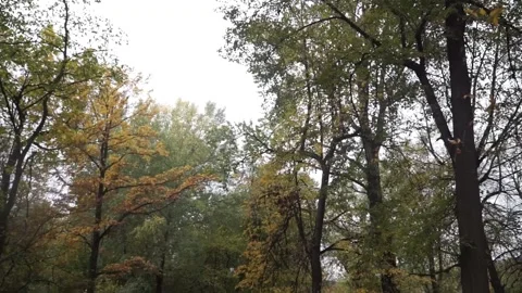 Autumn, fall park Stock Footage 141431634