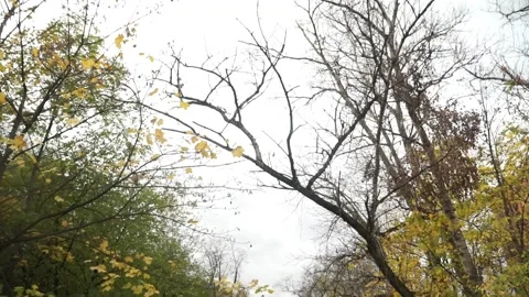 Autumn, fall park Stock Footage 141431650