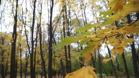 Autumn, fall park Stock Footage 141431665