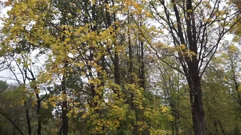 Autumn, fall park Stock Footage 141431711